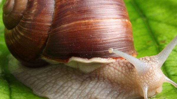 Snail Leaf Mustache Green Background Wallpaper