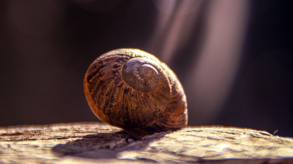 Snail Shell Close Up Wallpaper