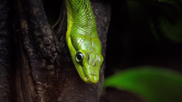Snake Reptile Green wallpaper