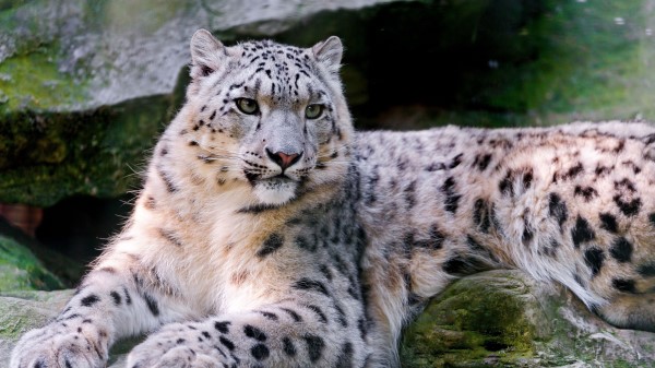Snow Leopard Big Cat Carnivore Lay Wallpaper