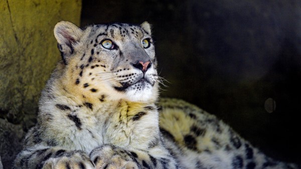 Snow Leopard Big Cat Predator Image Wallpaper