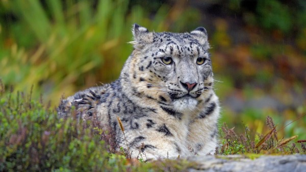 Snow Leopard Big Cat Predator Photo Wallpaper