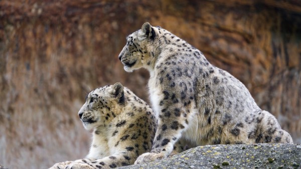 Snow Leopard Irbis Predator Wallpaper