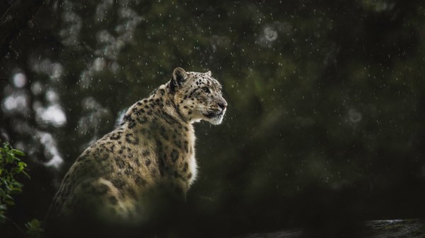 Snow Leopard Leopard Big Cat Wallpaper