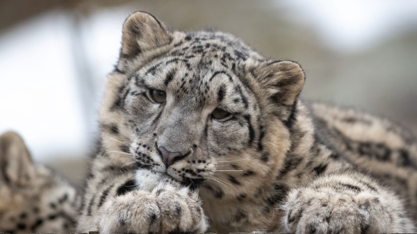 Snow Leopard Leopard Cub Wallpaper