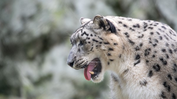 Snow Leopard Leopard Grin Wallpaper