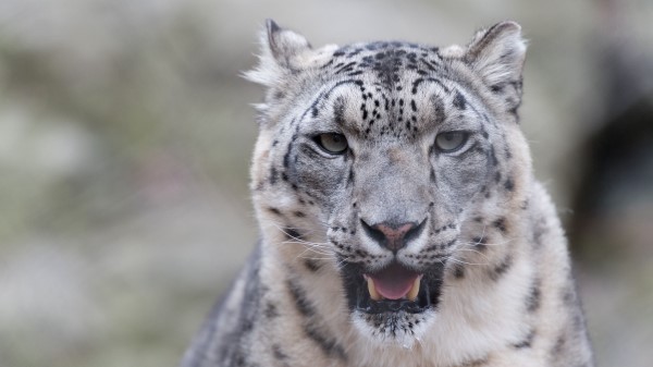 Snow Leopard Predator Big Cat Wallpaper