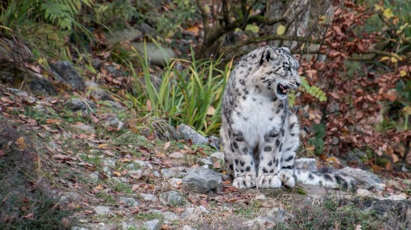 Snow Leopard Predator Grin Wallpaper