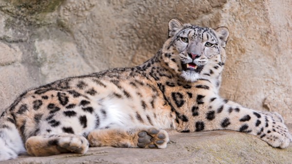 Snow Leopard Stones Lie Teeth Anger Predator Wallpaper