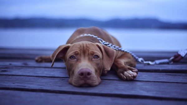 Snowboarder Snowboard Trick Wallpaper