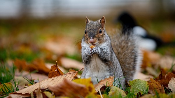 Squirrel Cute Animal wallpaper