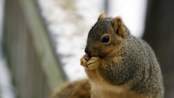 Squirrel Eat Fat wallpaper