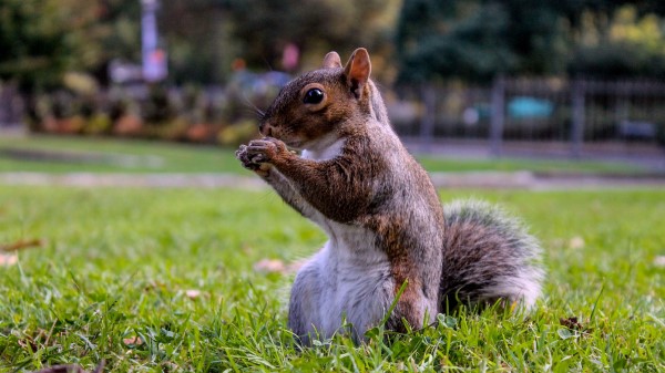 Squirrel Grass Food Sit wallpaper