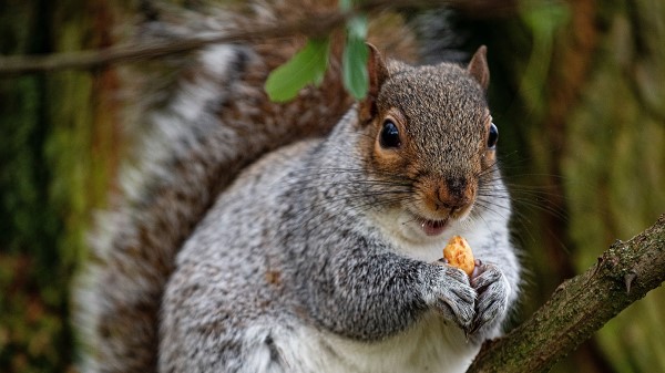 Squirrel Rodent Cute wallpaper