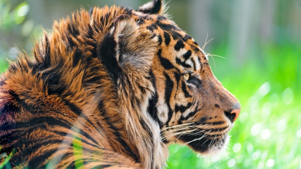 Sumatran Tiger Hd wallpaper