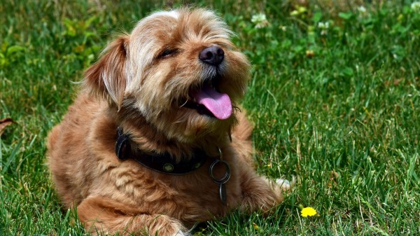 Terrier Dog Muzzle Protruding Tongue wallpaper