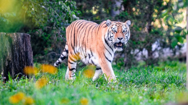 Tiger Big Cat Glance Predator wallpaper