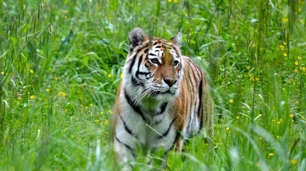 Tiger Big Cat Predator Image wallpaper