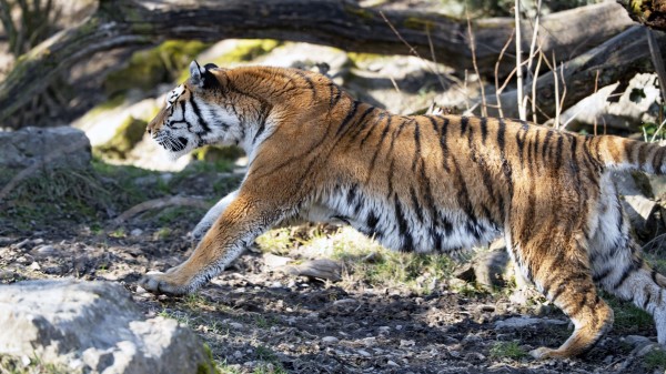 Tiger Big Cat Predator Photo Wallpaper