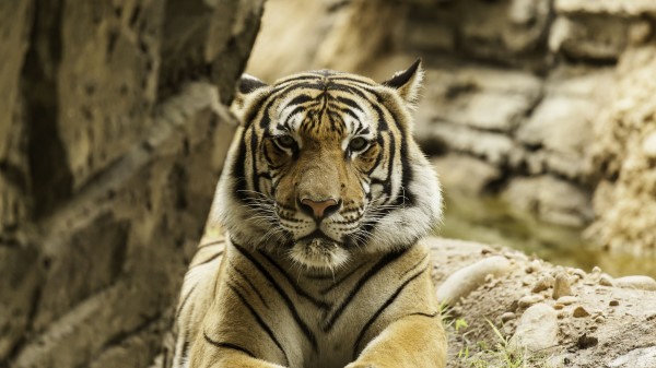 Tiger Big Cat Stripes wallpaper