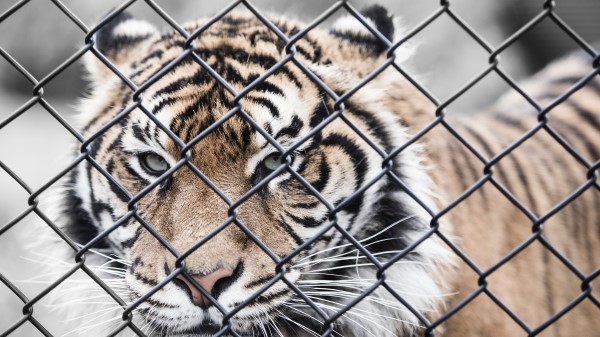 Tiger Cage Zoo Captive Hd wallpaper