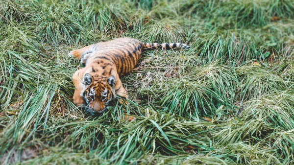 Tiger Cub Tiger Predator Grass Lies wallpaper
