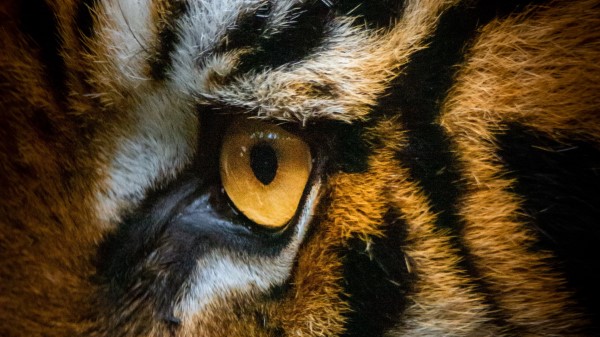 Tiger Eye Macro wallpaper