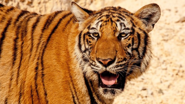 Tiger Face Predator Big Cat wallpaper