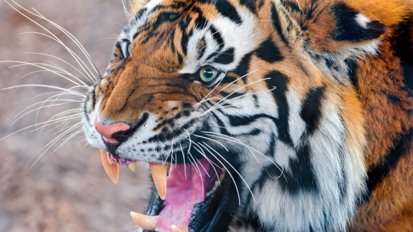 Tiger Face Teeth Anger Aggression wallpaper