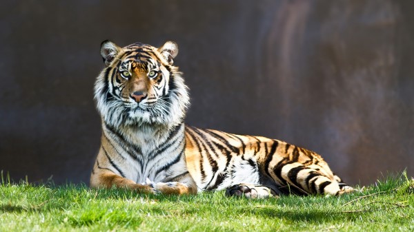 Tiger Grass Lie Predator Wallpaper