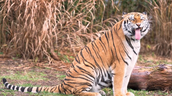 Tiger Grin Predator Wallpaper
