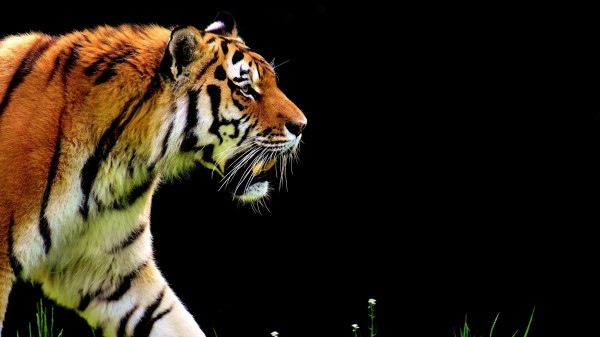 Tiger Hd 5k Wallpaper