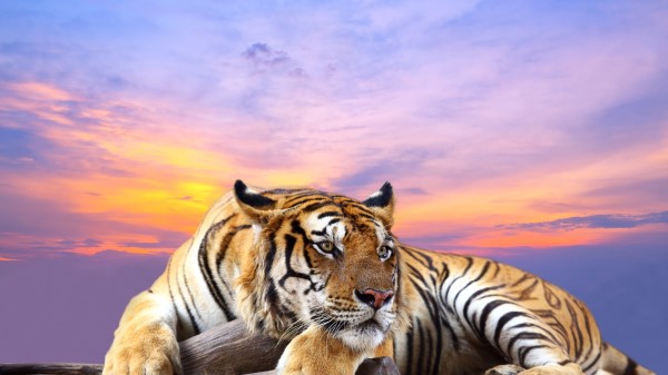 Tiger Hd 6507 Wallpaper