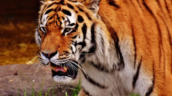Tiger Muzzle Predator Wallpaper