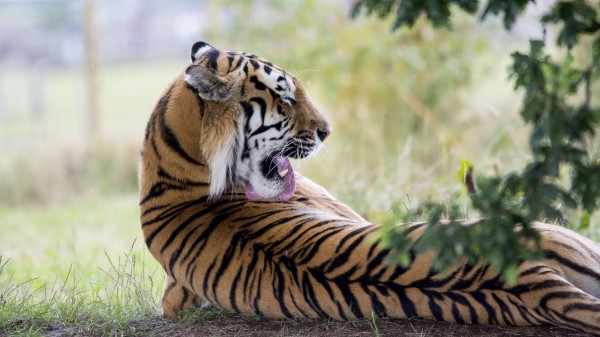 Tiger Predator Back Lick Wallpaper