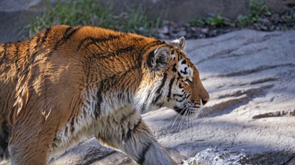Tiger Predator Big Cat Photo Wallpaper