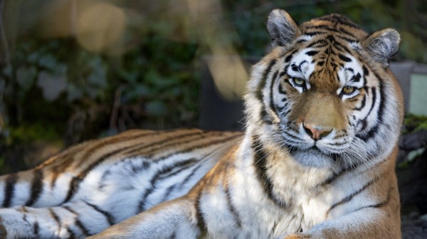 Tiger Predator Big Cat Picture Wallpaper