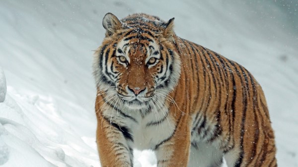 Tiger Predator Big Cat Snow Wallpaper