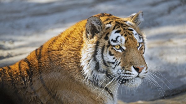 Tiger Predator Glance Wallpaper