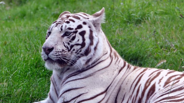 Tiger Predator Grass Lies Wallpaper