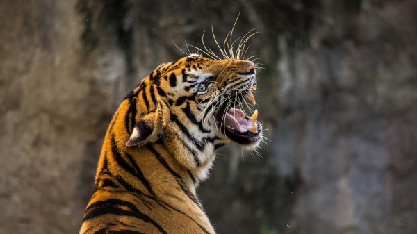 Tiger Predator Grin Fangs Wallpaper