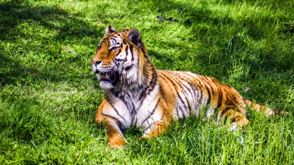 Tiger Predator Lies Big Cat Grass Wallpaper