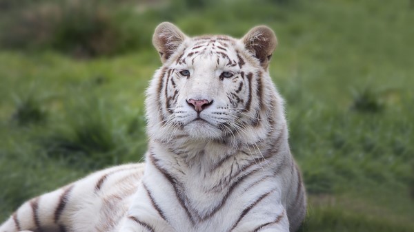 Tiger Predator Lies Wallpaper