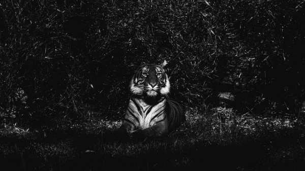 Tiger Predator Lying Bw Wallpaper