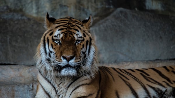 Tiger Predator Muzzle Big Cat Image Wallpaper