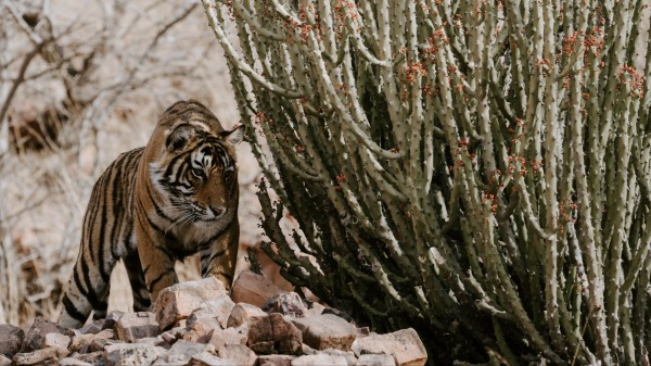 Tiger Predator Stones Wallpaper