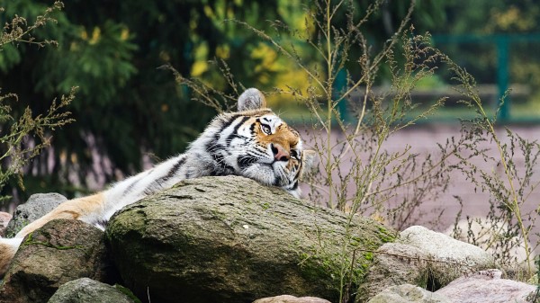 Tiger Predator Striped Wallpaper