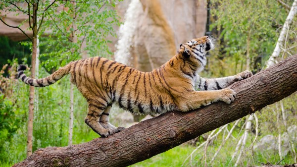 Tiger Predator Tree Stretch Wallpaper