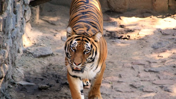 Tiger Striped Predato Wallpaper