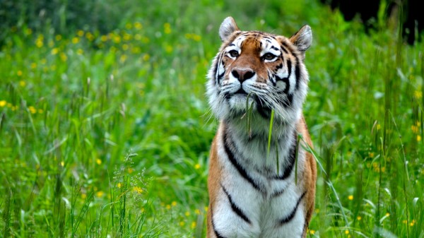 Tiger Stripes Predator wallpaper
